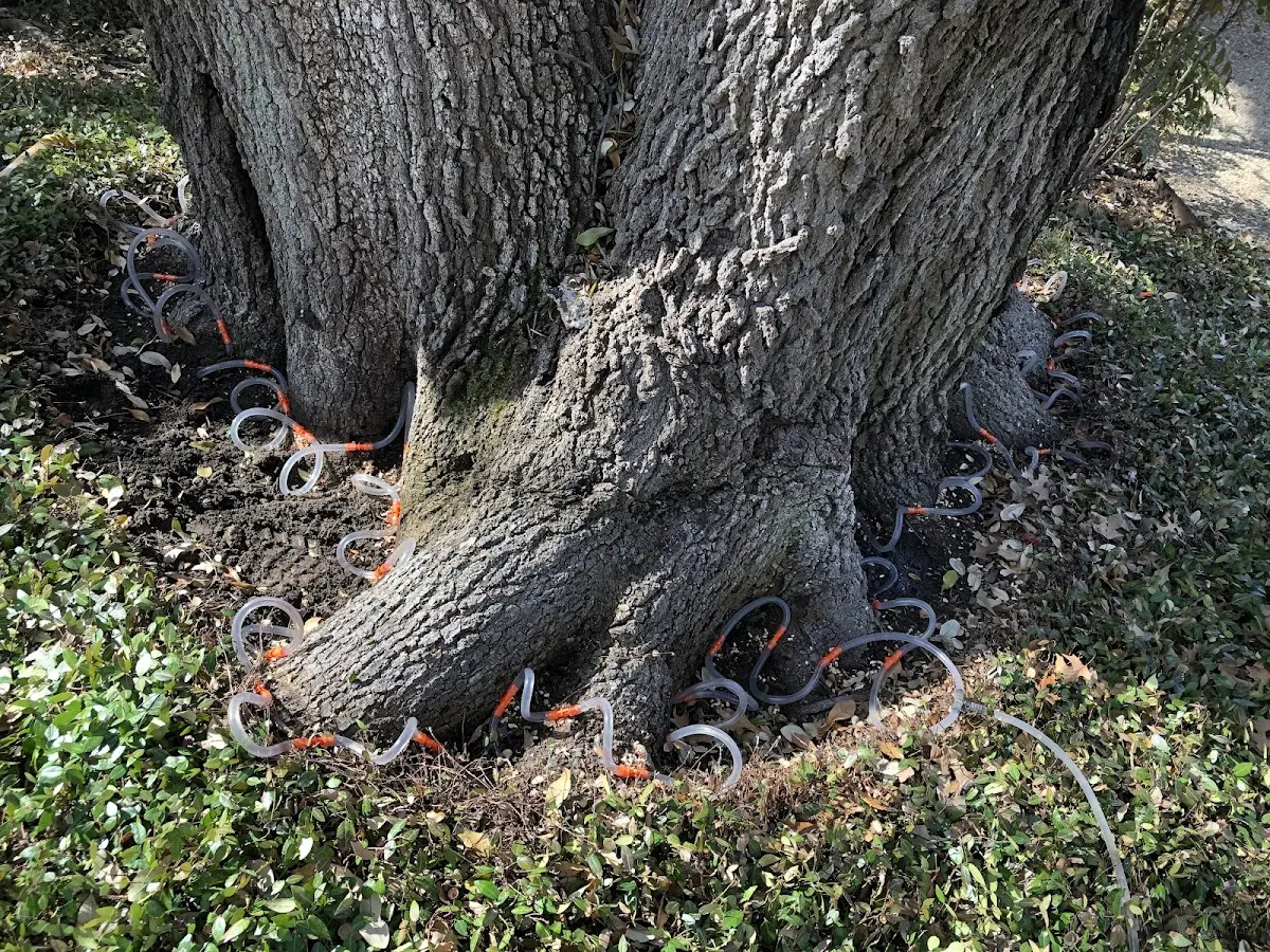 Detailed Tree Cabling and Bracing job site in Talala